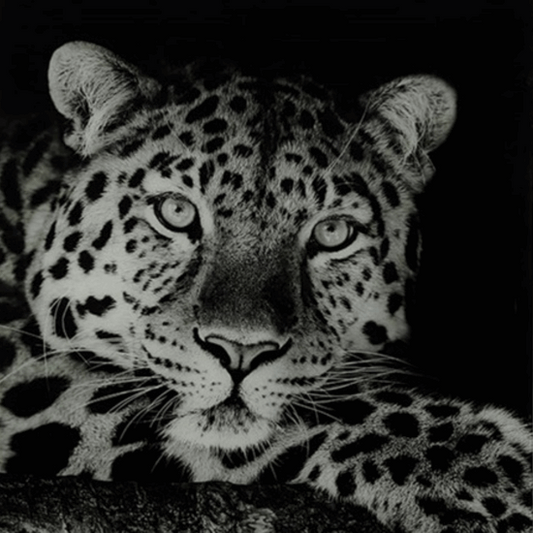 Schilderij luipaard A vk Wild life L zwart/wit-L0,4B80H80CM *ALLEEN AFHALEN IN DE WINKEL