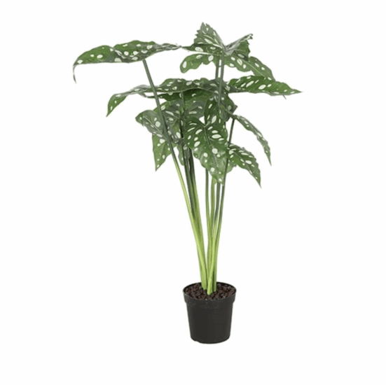 Alocasia groen 80cm