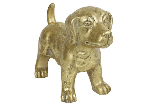 Hond Sita goud