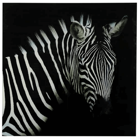 Schilderij Zebra vk Wild life L zwart/wit-L0,4B80H80CM - ALLEEN AFHALEN IN WINKEL