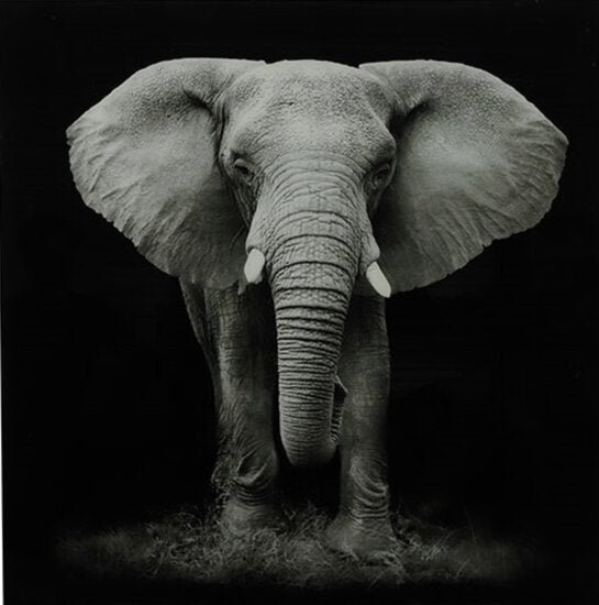 Schilderij olifant B vk Wild life *ALLEEN AFHALEN IN DE WINKEL